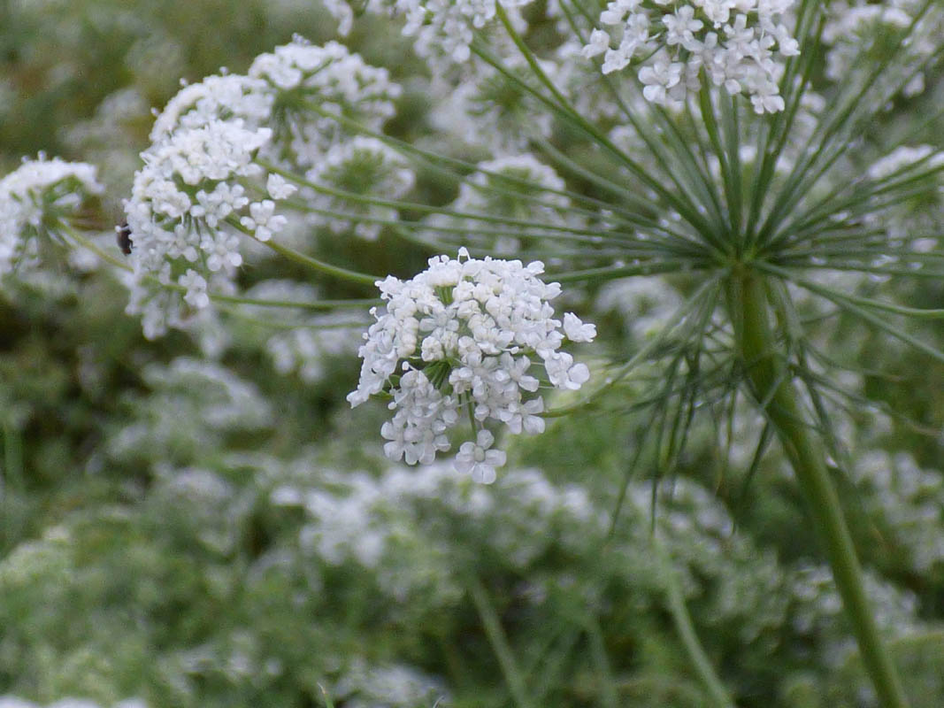 Ammi majus